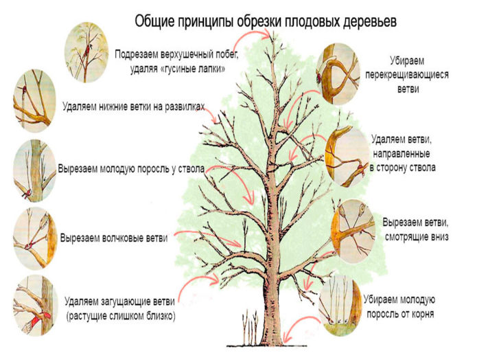Общи принципи на резитбата на дърветата