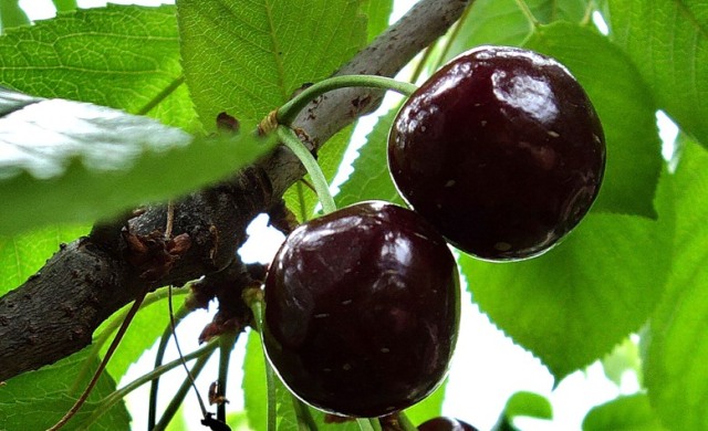 Chernokork черешови плодове
