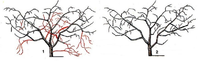 Схема на резитба тип черешов храст