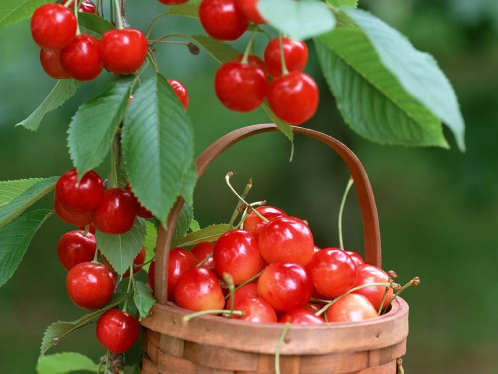 Ang mga sikat na varieties ng cherry na angkop para sa lumalagong sa gitnang Russia