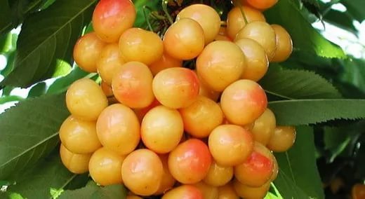 Сладки череши сортове Priusadebnaya жълто