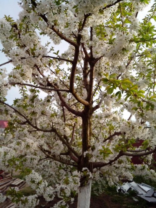 Cvjetanje trešnje Gostinets