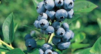 Elliott Garden Blueberry