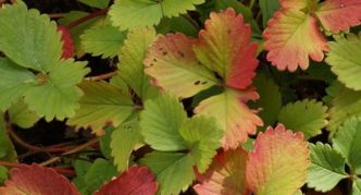 Arrossamento naturale delle foglie di fragola