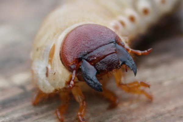 Può essere la larva dello scarabeo