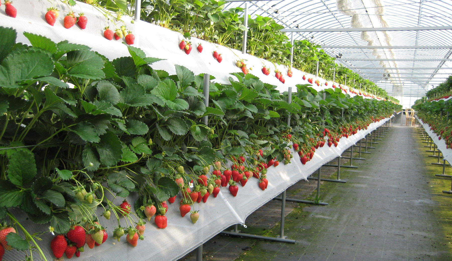 Как да отглеждаме ягоди в оранжерия: избор на сортове, отглеждане в саксии и на стелажи, топли ягодови лехи
