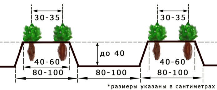 Схема за засаждане на ягоди на открито