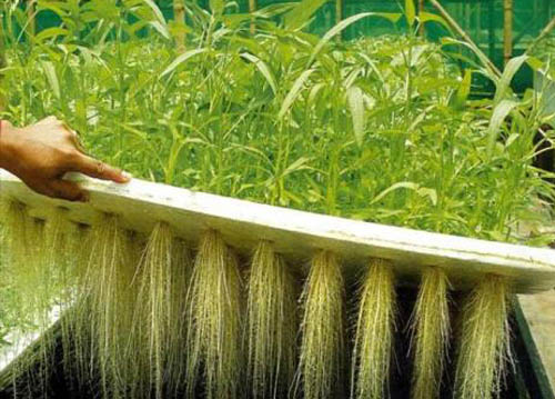 Uzgoj biljaka hidroponskim putem pomoću stiropora