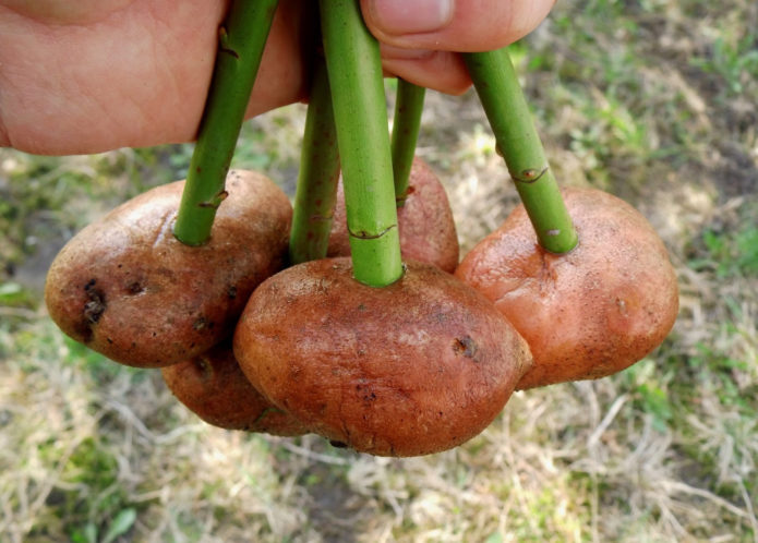 Mga pinagputulan sa patatas