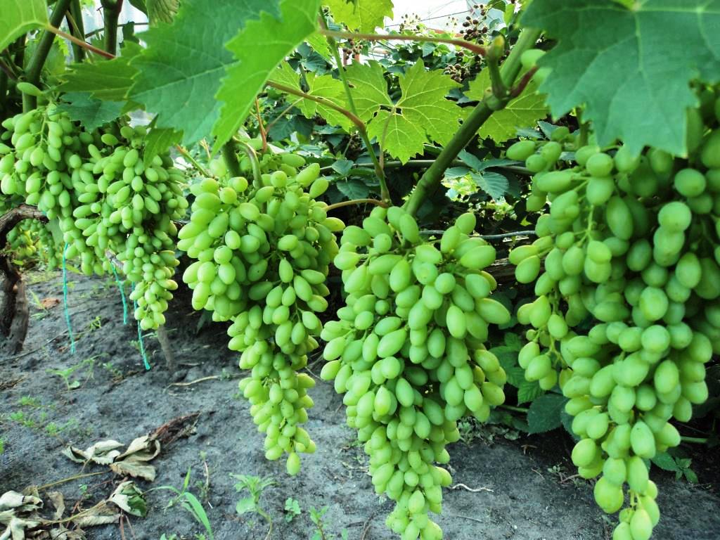 Muscat grapes Siglo: malalaking prutas na pasas
