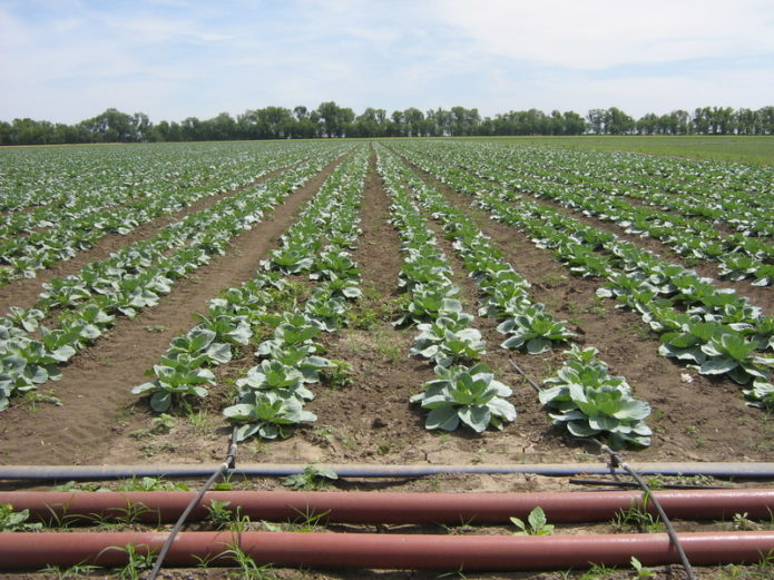 Drip irrigation system para sa repolyo