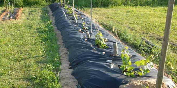 Irrigazione a goccia tramite un sistema di tubazioni