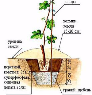 Lo schema dei livelli sotterranei quando si pianta l'uva