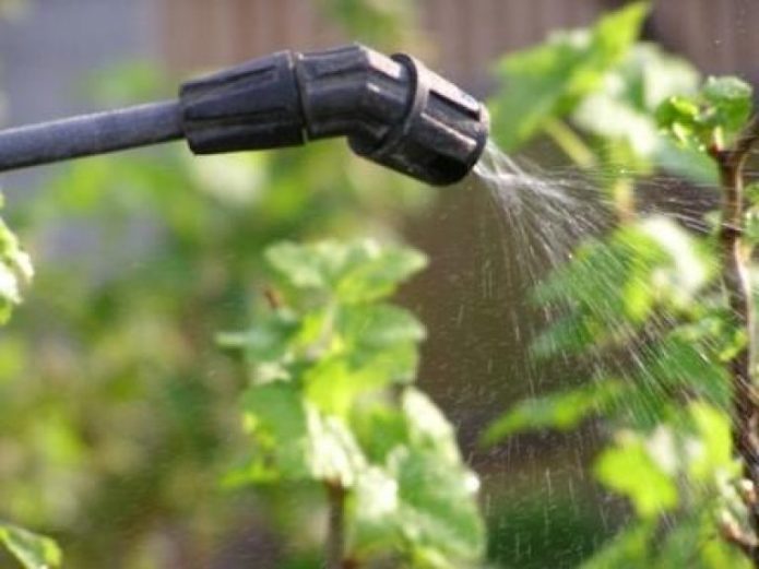 Irrigazione dell'uva tramite dispositivo a spruzzo
