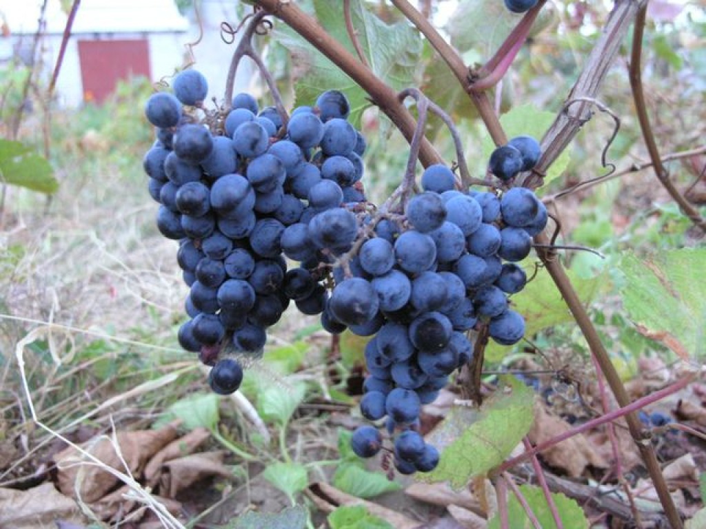 Amur breakthrough grapes