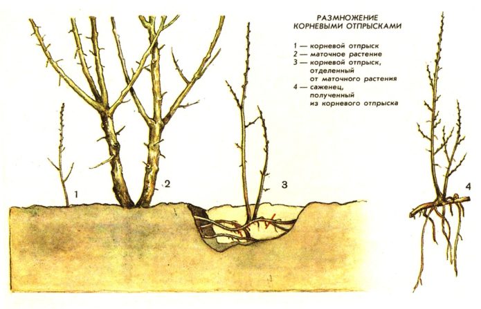 Размножаване с коренови издънки