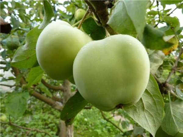 Apple variety Papirovka