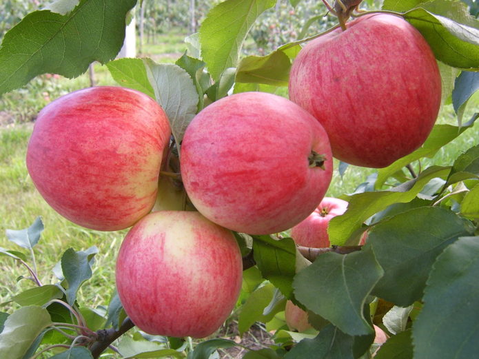 Varietà di mele Melba