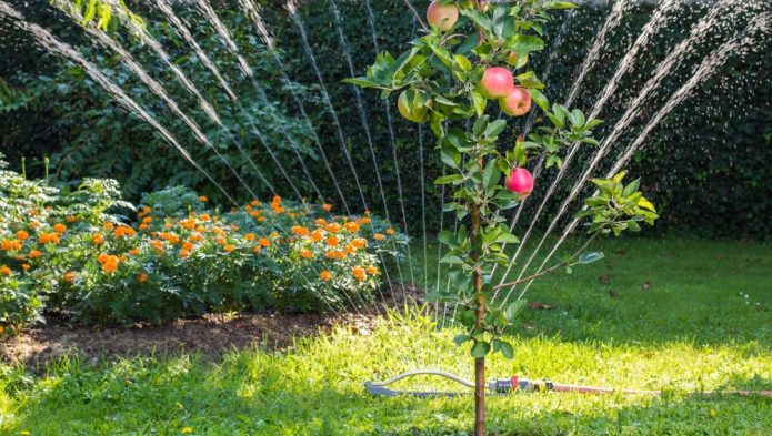 Zalijevanje stabla jabuka