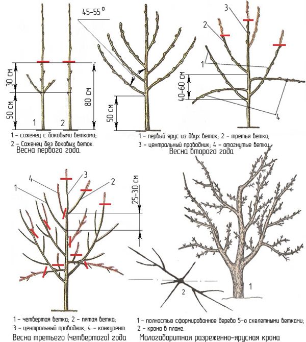 Схема за подрязване на ябълково дърво