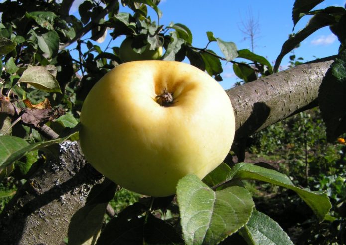 Sorta jabuka Antonovka obična