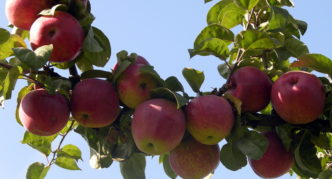 Ябълково дърво Марат Бусурин