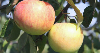 Подарък от ябълково дърво на Графски