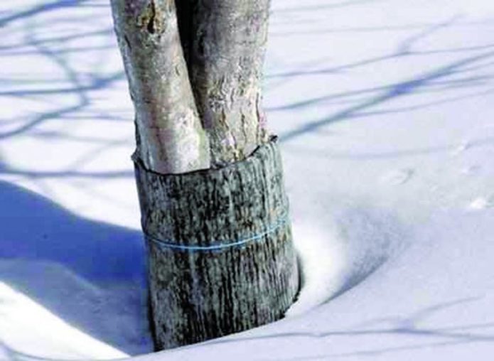 Крушово дърво през зимата