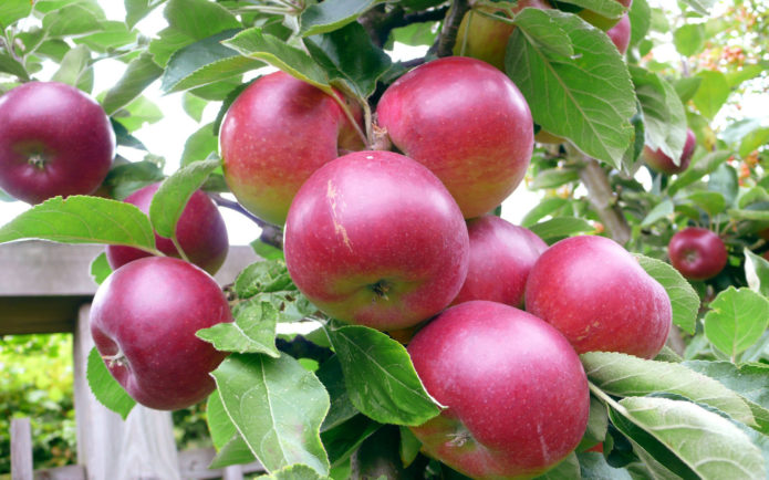 Зрели ябълки