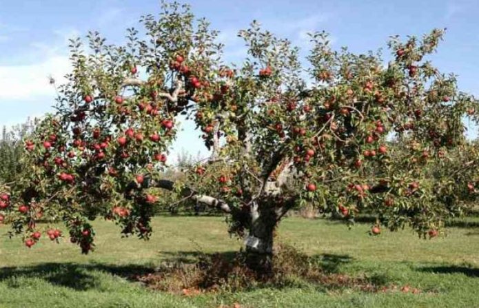 Плодно ябълково дърво