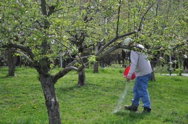 Подхранване на възрастно ябълково дърво