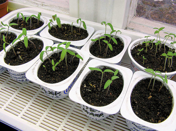 Pomidorų daigų auginimas laužo medžiagose