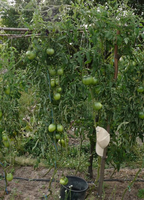Grotelės pomidorams