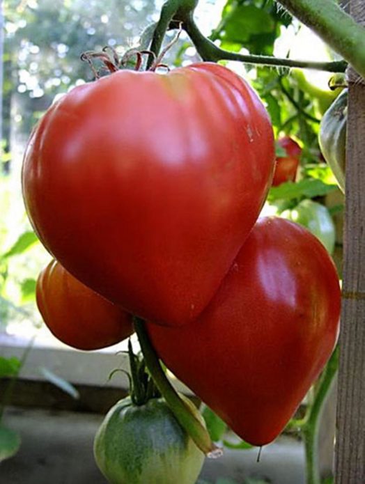 Tomato variety Bovine heart
