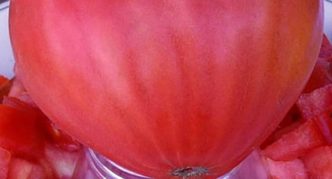 Pomidorų veislė Galvijų širdies avietė