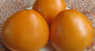 Сорт домати Говеждо сърце портокал