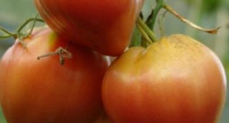 Pomidorų veislė Galvijų širdies persikai