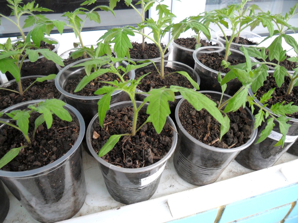 Hoe tomatenzaden te bereiden voor het zaaien van zaailingen