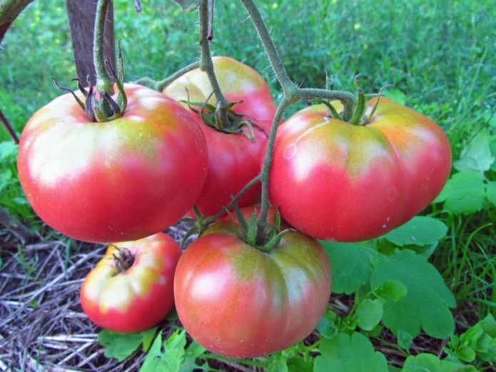 Sukietėję sėkliniai pomidorai