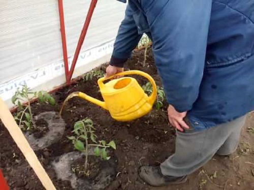 Zalijevanje rajčice otopinom pilećeg gnoja