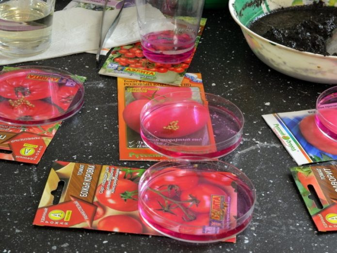 Pomidorų sėklų dezinfekcija