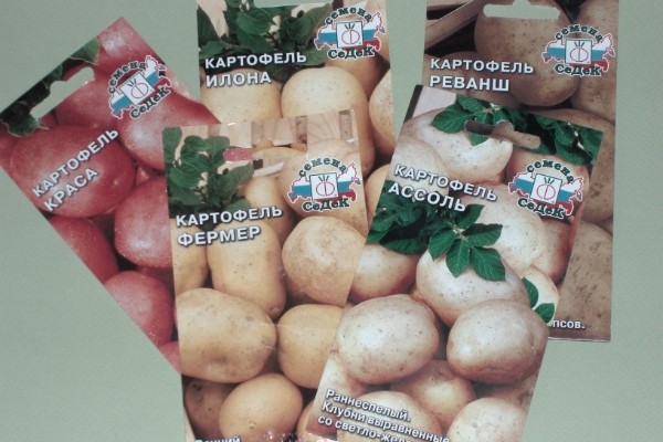 Bulvių sėklų maišeliai