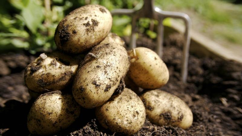 Sjemenski krumpir: kako uzgajati superelitni usjev