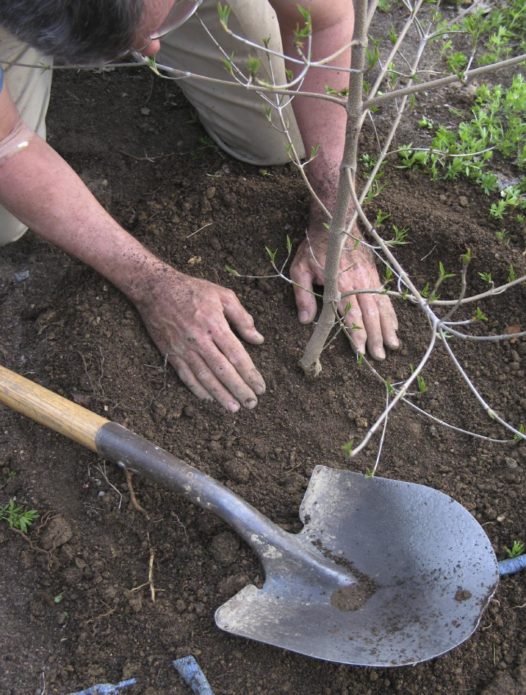 Уплътняване на почвата около разсада на ябълковото дърво