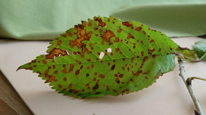 Klasterosporium paveiktas vyšnių lapas