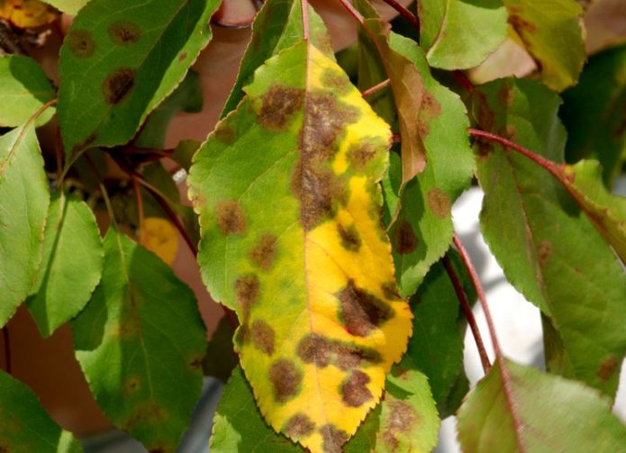 Šašai ant vyšnių lapų