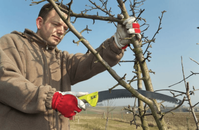 Изрязване на ябълкови дървета през пролетта