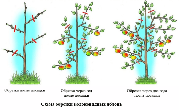 Схема за подрязване на колоновидни ябълкови дървета