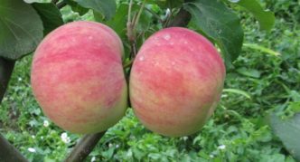 Ябълки от сорта Dessertnoe Isaeva