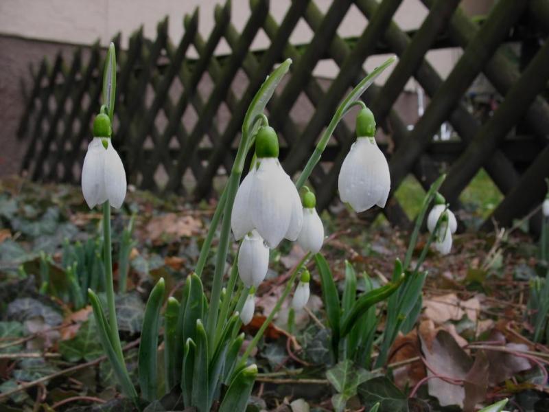 Calendario lunare del giardiniere e giardiniere per marzo 2019